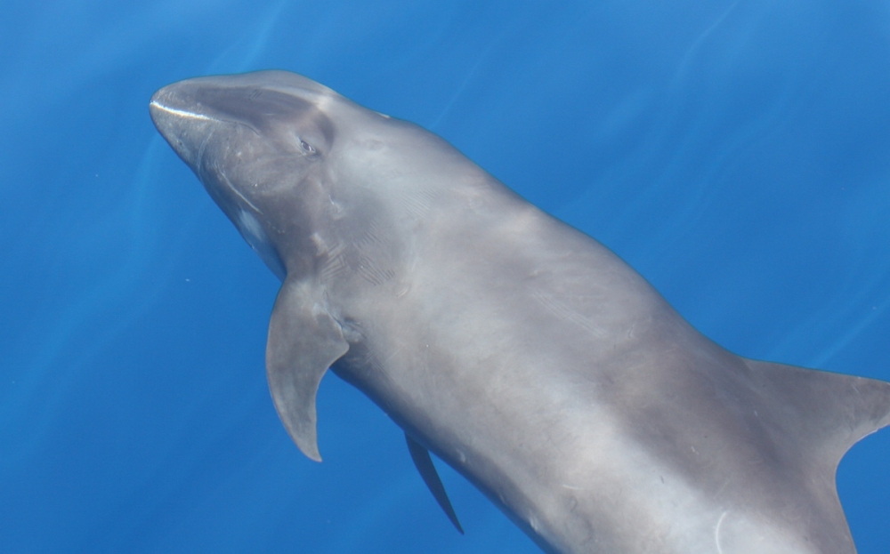 A Dolphin Diet | The Current